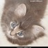 ♥{Evolution chatons: 2 mois}