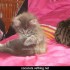 ♥{Evolution chatons: 2 mois}