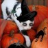 爱{Concours Halloween 2011}