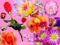 oOo{La signification des Fleurs}oOo