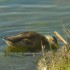 ★{photos et vidéos balade sur la côte...