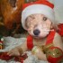 ★{Concours de Noël sur vef}★★