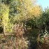 Mon jardin en automne