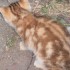 Encore un chat