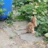 Encore un chat