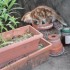 Encore un chat