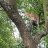 Encore un chat