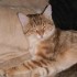 Encore un chat