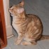 Encore un chat