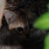 La fratrie de chats, suite