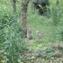 La fratrie de chats, suite