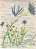 Fleurs bleues