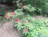 Fleurs de mai