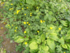 Fleurs de mai