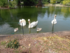 La famille cygne fait sa toile