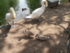 La famille cygne fait sa toile