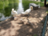 La famille cygne fait sa toile