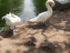 La famille cygne fait sa toile
