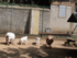 cabris et cygnes au jardin pub