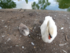 cabris et cygnes au jardin pub