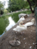 cabris et cygnes au jardin pub