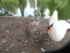 cabris et cygnes au jardin pub