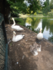 cabris et cygnes au jardin pub