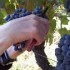 Fête des Vendanges -trobada del Bercol à