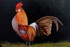 Mon coq / My rooster