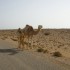 Sahara Occidentale - Mauritani
