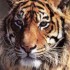 Le tigre
