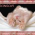 BONNE FIN DE SOIREE A TOUS !!!