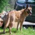 Malinois