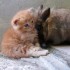 chaton et lapin