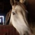 mon poney préféré