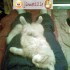 relax le chat