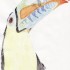 Toucan a bec caréné