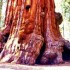 Sequoia et King Canyon Nationa