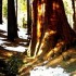 Sequoia et King Canyon Nationa