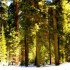 Sequoia et King Canyon Nationa