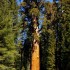 Sequoia et King Canyon Nationa