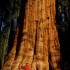 Sequoia et King Canyon Nationa