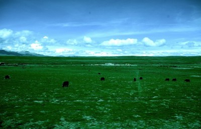la plaine tibetaine