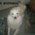mes animaux