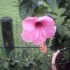 Les fleurs tropicales:Les hibi