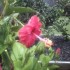 Les fleurs tropicales:Les hibi