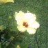 Les fleurs tropicales:Les hibi
