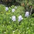 Les fleurs tropicales de la di