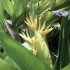 Les fleurs tropicales de la di