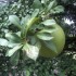 Les fleurs tropicales de la di